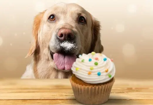 Dog cake recipes Homemade dog birthday cakes Healthy dog cake ingredients Pup-friendly cake ideas DIY dog cake frosting Grain-free dog cake Dog cake mix for sale Custom dog cakes online Dog bakery treats Puppy party cake ideas Specialty dog cakes Dog cake decorating tips Organic dog cake recipes Personalized dog birthday cakes Buy dog cake toppers online dog cake dog food cake cake for puppy canine cakes cake of a dog cake with dog dog and cake dog in cake dog on cake dog with cake dog birthday cake puppy birthday cake dog birthday cake for dogs canine birthday cake dog food birthday cake birthday cake with dog cake dog birthday dog and birthday cake dog cake designs dog with birthday cake dog birthday dog cakes near me dog birthday cake near me dog for birthday dog cake shop near me dog cakes for dogs near me puppy cake pet cake dog bakeries dog themed cake cake pet treat cakes dog bakery near me the doggy bakery dog shaped cake cake dog shape cupcakes dogs dog birthday cake designs dog cake shape dog face cake kutta cake dog friendly cake dog cup cake cake boxer cake designs for dog dog wala cake dog themed birthday cake bone shaped cake cake for dog lover cakes dogs can eat bone cake cake bone dog fondant dog in fondant easy dog face cake pitbull cakes dog cake bakery pet cakes near me homemade dog cake happy puppy cakes dog cake shop pug cake dog bone cake dog cake store bakery for dog cakes bakery dog cake bone dog cake cake for dogs homemade dog bakery shop dog cake bone german shepherd cake german shepherd dog cake happy puppy cake pug dog cake sheriff labrador cake dog cakes online carrot cake for dogs dog eat cake chicken cake for dogs cakes treat dog ate cake dog eating a cake dog cupcakes near me bone shaped cake for dogs bone shaped dog cake cute puppy cake shih tzu cake 3 ingredient dog cake happy birthday dog cake make a dog cake cakes made for dogs cake for pet dog buttercream dog cake dog cake price dog ka cake dog making cake happy birthday cake for dog husky cake husky dog cake labrador cake labrador retriever cake make a cake for dogs siberian husky cake dog cake mix easy dog cake dog cake bakery near me dog cake batter puppy dog cake cakes for pets near me cake mix dog birthday cake for dog lovers boxer cake boxer dog cake cake puppy cat and dog cake cat dog cake chocolate cake and dogs chocolate cake dog chocolate dog cake cute dog cake dog cake fondant dog cat cake dog fondant cake fluffy buns bakery golden retriever cake hot dog cake puppy themed cake rottweiler cake dog friendly cakes near me dog cake frosting banana cake for dog beagle cake cake decoration dog dog cake at home dog cake banana dog paw cake lab dog cake labrador dog cake monginis hot dog monginis hot dog price shih tzu birthday cake dog safe cake dog edible cake puppy cake near me dog pastries birthday cake designs for dogs boxer birthday cake cake shop for dogs near me courage the cowardly dog cake dog bento cake dog potty cake easy dog themed birthday cake eggless cake for dogs pomeranian dog cake pulis cake puppy face cake dog birthday treats pupcakes near me peanut butter cake for dogs pet cakes for dogs diy dog cake no bake dog cake bone shaped cake pan best dog cake pug birthday cake puppy dog pals cake puppy themed birthday cake bento cake for dog birthday cake for pet dog birthday treat dog cake for shih tzu dog cake dog cake dog special cake golden retriever face cake happy birthday bandana cake pedigree cake for dogs pug dog birthday cake puppy shape cake red velvet dog shih tzu dog cake dog cakes for dogs dog friendly cake near me puppy bakery near me pumpkin cake for dogs meat cake for dogs cake for puppy birthday dog shaped birthday cake pet dog cake pet cakes for dogs near me cake for dogs birthday near me simple dog cake birthday cake for shih tzu birthday cake golden retriever black lab cake black labrador cake bone bone cake cake for boxer dog bakery shop near me dog cream cake dog cupcakes for dogs dog dog cake dog man cake dog style cake dogcakes golden retriever birthday cake happy birthday puppy cake labrador birthday cake lazy birthday cake paw cake for dogs pitbull dog cake pomeranian cake pug face cake puppy cup cake real dog cake round dog cake shepherd cake dog friendly birthday cake dog safe birthday cake puppy cakes near me dog bakery online easy dog birthday cake custom dog cake dog ate chocolate cake diy dog birthday cake homemade dog birthday cake my dog ate chocolate cake birthday cupcakes for dogs dog 1st birthday cake dog treat cake healthy dog cake small dog cake dog cake for dog birthday cake for my dog cake for dogs and humans dog birthday cake online bake dog cake dog themed cupcakes dog pastry shop near me french bulldog cake dog bone birthday cake 1st birthday dog cake beagle birthday cake beagle dog cake black dog whisky cake black forest dog bull dog cake cake for dogs online cake for labrador cake for your dog carrot and peanut butter dog cake carrot peanut butter dog cake childrens dog cake customized cake for dogs diy birthday cake for dogs doberman cake dog birthday cake diy dog birthday cake shop near me dog biscuit cake dog cake for humans dog cake no peanut butter dog cakes and treats dog eat chocolate cake dog edible cake near me dog face cupcake dog poop cake dog print cake dog style birthday cake easy cupcakes for dogs easy pug cake eggless dog cake english bulldog cake fondant golden retriever fondant puppy german shepherd birthday cake golden retriever dog cake happy birthday shiba cake husky birthday cake labrador face cake mango cake for dogs my dog eat chocolate cake papillon cakes pet cake online pet dog birthday cake rottweiler dog cake scottie cake shiba cake shiba inu cake shih tzu face cake simple cake for dog small cake for dog sugar free cake for dogs white dog cake liver cake for dogs pooch cake dog birthday treats near me dog birthday cake mix sprinkles pupcakes birthday cake dog toy custom dog birthday cake dog bone cake pan pooch cake mix dog friendly cupcakes 4 ingredient dog cake pup cakes for dogs best dog birthday cake puppy cake mix dog cake mix near me puppy scoops dog safe cupcakes buy dog birthday cake birthday cake for my dog small dog birthday cake mishka dog cakes grain free dog cake dog cake pan custom dog cakes near me dog treat bakery near me dog ice cream cake puppy cupcakes near me dog birthday near me dog toys birthday dog friendly birthday treats dog first birthday cake gender reveal dog cake dog treat for birthday dog cup cakes buy dog cake dog cakes for sale birthday cake dog treats personalised dog birthday cake puppy birthday cake near me bocce's bakery birthday cake bone cake pan best dog birthday treats make a dog birthday cake personalized dog birthday cake edible dog birthday cake birthday dog treats near me healthy dog birthday cake dog gender reveal cake birthday cake treats liver cake for dogs to buy amazon dog birthday cake dog smash cake cup cakes for dogs three dog bakery birthday celebration cake for dogs dog birthday cake pets at home puppy scoops ice cream mix for dogs sprinkles dog cupcake puppy first birthday cake last minute dog cake dog birthday party treats mini dog birthday cake birthday treats for dogs near me puppy scoops ice cream dog treat birthday cake dog christmas cake cake dog toy pet bakery for dogs lazy dog birthday cake dog cake gender reveal dog birthday cupcake near me special dog treats for birthday dog gotcha day cake dog safe cakes near me personalized dog cake birthday dog cakes near me dog bakery birthday cake pooch cake mix for dogs dog cupcake mix petcakes for dogs gluten free dog cake puppy dog birthday cake nom nom nom dog bakery vegan dog cake dog cookie cake microwave dog cake okraandmolly dog cake for sensitive stomachs dog friendly treats for birthday organic dog birthday cake peanut butter dog birthday cake dog cakes near me bakery doggy cakes for dogs near me organic dog cake dog friendly cake easy gotcha day dog cake dog friendly cake mix dog cake and ice cream personalised dog cake small birthday cake for dogs birthday cake for dogs and humans puppy scoops dog ice cream mini dog cake puppy 1st birthday cake birthday dog cake near me dog cake toy simple dog birthday cake dog birthday cake for sale vegan dog birthday cake pets at home dog cake dog bone shaped cake pan bocce's bakery birthday cake dog treats amazon dog cake buy dog cake near me dog pastries near me dog cake box hypoallergenic dog cake puppy cake shark tank pooch cake mix near me dog cake amazon dog bakeries in my area dog safe cake mix lazy dog cake mix dog cake buy doggie cakes for all occasions birthday meal for dog buy dog cake online birthday cake for a dog near me pet cake mix birthday treats for dogs homemade french bulldog birthday cake dog shaped cake pan buy dog birthday cake near me dog birthday cake personalised custom dog birthday cake near me dog birthday treat near me puppy cake cake mix for dogs dog and human friendly cake pet birthday cakes near me homemade dog cake easy 101 dalmatian birthday cake 101 dalmatian cake 1st birthday cake for dogs 3 ingredient dog cake microwave 3 ingredient dog cake no bake 3 ingredient dog cake no peanut butter 3 ingredient dog cake pumpkin 3 ingredient no bake dog cake 3 ingredient peanut butter dog cake 3d dog cake 3d dog cake pan 3d puppy cake 5 ingredient dog cake a puppy cake air fryer dog cake akita cake american bully cake apple and peanut butter dog cake apple banana dog cake apple cake for dogs apple dog cake apple peanut butter dog cake applesauce dog cake at home dog cake australian shepherd cake bacon cake for dogs bacon dog cake bad dog cake bake dog birthday cake bakeries that make dog cakes bakery for dog cakes near me bakery that makes dog cakes near me bakery treats cakes bakery treats near me balloon dog cake banana and peanut butter dog cake banana and peanut butter pupcakes banana cake for dogs and humans banana cake good for dogs banana cupcakes for dogs banana dog cake no peanut butter banana peanut butter cake for dogs banana peanut butter pupcakes banana pumpkin dog cake barkday cakes barking bakery dog cake beef cake for dogs belgian malinois cake bento cake dog bento dog cake bernese mountain dog cake best dog bakery near me best dog birthday best dog cakes near me bichon cake bichon frise birthday cake bichon frise cake big dog cake bingo and rolly cake bingo dog birthday cake bingo dog cake birthday cake dogs can eat birthday cake for dog with pancreatitis birthday cake for dogs pets at home birthday cake for french bulldog birthday cake for german shepherd birthday cake for my dog near me birthday cake for your dog birthday cake safe for dogs